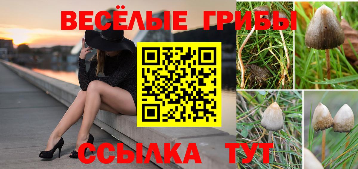 Псилоцибиновые грибы прущие грибы  Псилоцибиновые грибы прущие грибы  Вход с VPN  Белорецк 